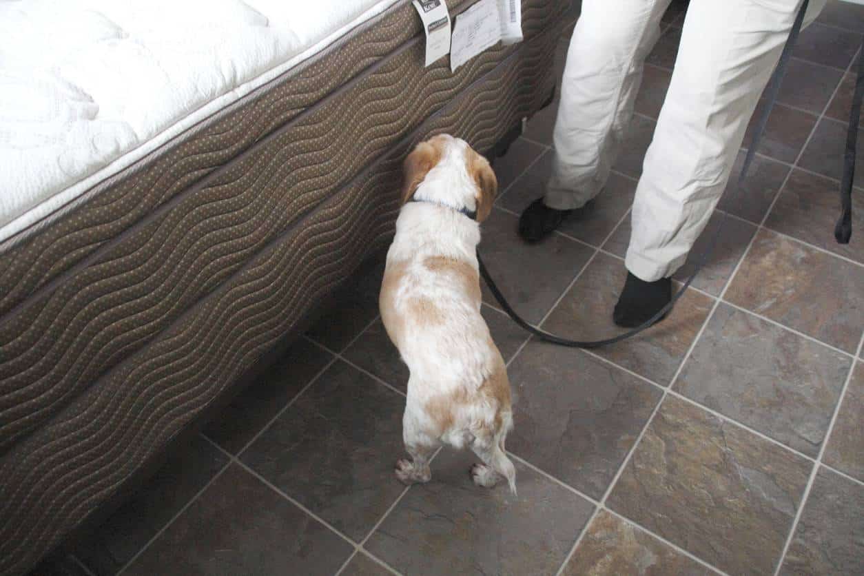 punaises lit inspection détection canine chien nuisibles traitement diagnostic